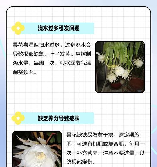 花盆里的花叶子发黄干枯怎么办？如何有效解决？
