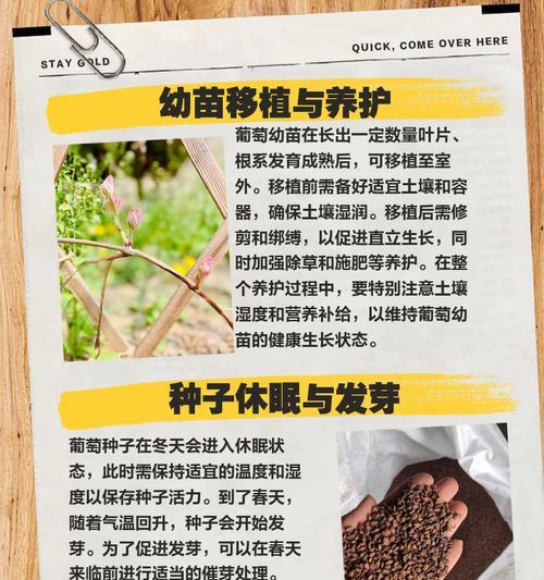 葡萄双层栽培的关键技术要点是什么？