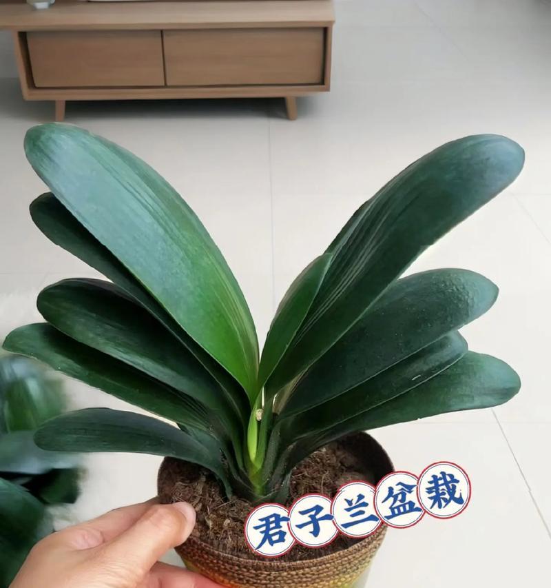 新房植物君子兰养护方法是什么？