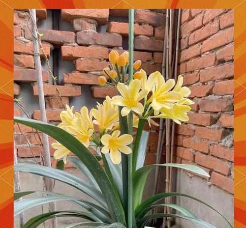 新房植物君子兰养护方法是什么？