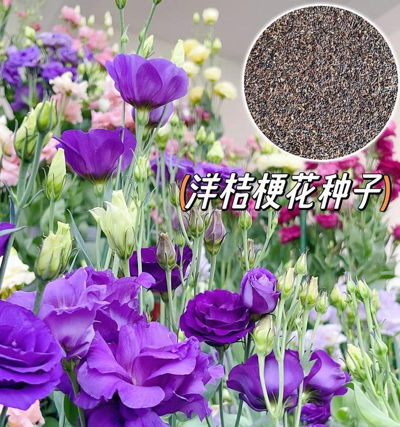 春夏季节适合播种哪些花的种子？