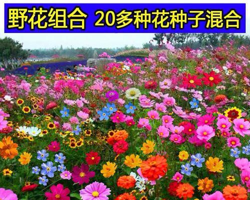 春夏季节适合播种哪些花的种子？