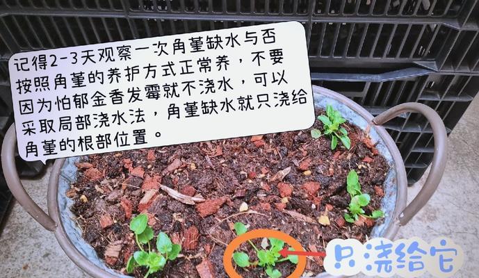 球根植物春季栽种后的养护技巧有哪些？