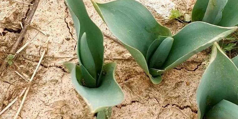 球根植物春季栽种后的养护技巧有哪些？