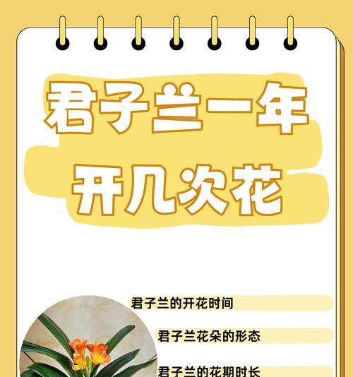 君子兰开出花箭怎么办？如何正确处理？