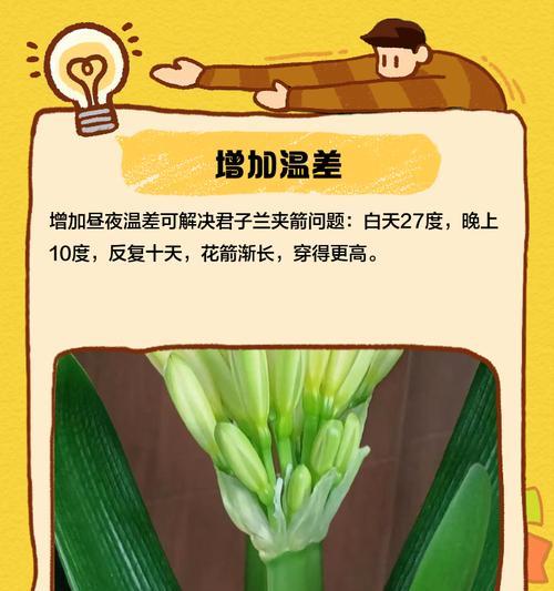 君子兰开出花箭怎么办？如何正确处理？