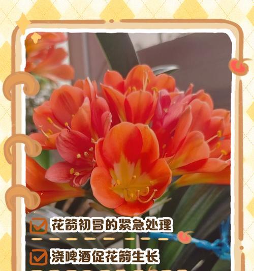 君子兰开出花箭怎么办？如何正确处理？