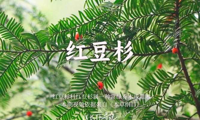 红豆杉叶子发黄脱落的解决办法是什么？