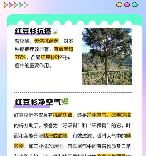 红豆杉叶子发黄脱落的解决办法是什么？