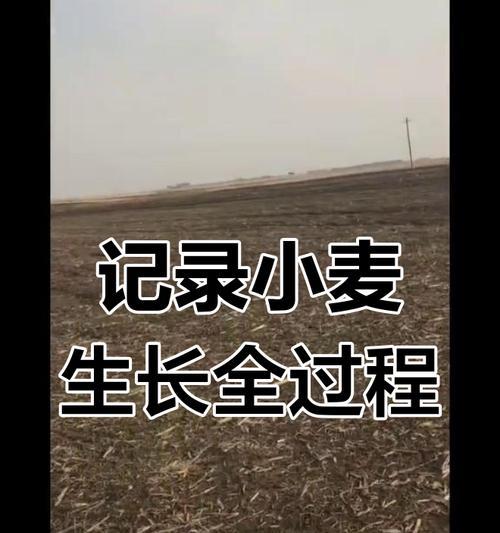 麦子的最佳播种季节是什么时候？如何选择合适的播种时间？