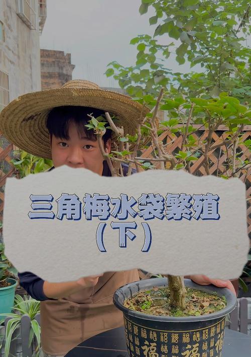 三角梅绿枝条水培的养护技巧是什么？