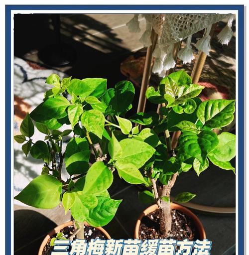三角梅绿枝条水培的养护技巧是什么？
