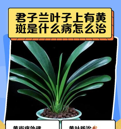 君子兰叶尖黄点什么原因？叶尖黄点的可能原因和解决方法是什么？