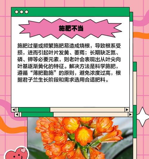 君子兰叶尖黄点什么原因？叶尖黄点的可能原因和解决方法是什么？