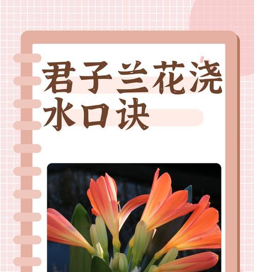 加利君子兰盆景的正确养护方法是什么？