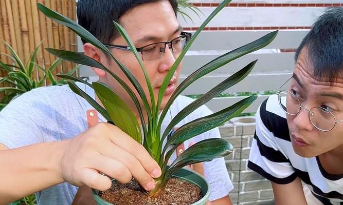 加利君子兰盆景的正确养护方法是什么？