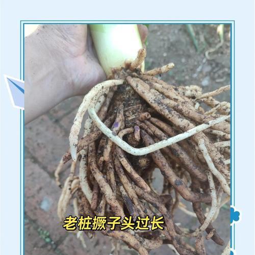君子兰生长缓慢怎么办？