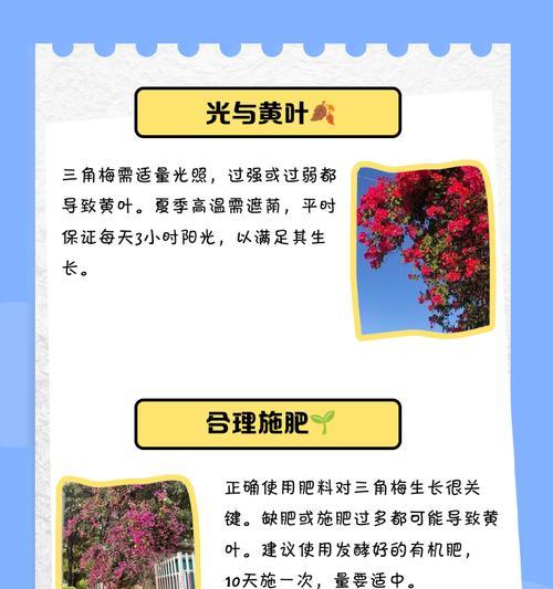 三角梅黄叶掉叶时如何正确浇水？