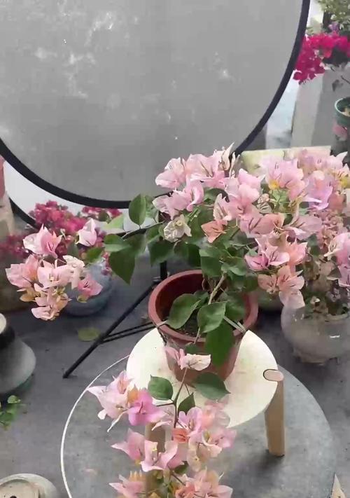 三角梅黄叶掉叶时如何正确浇水？