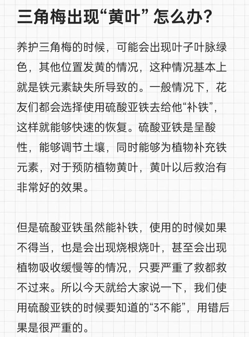 三角梅黄叶掉叶时如何正确浇水？