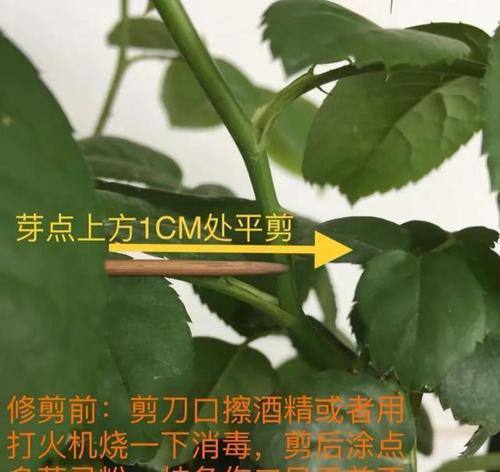 月季老苗移植后如何进行修剪？
