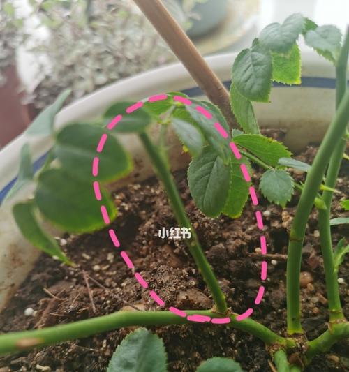 月季老苗移植后如何进行修剪？
