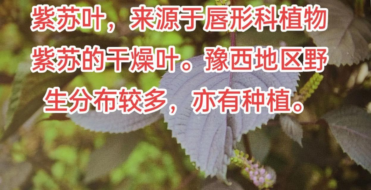 苏叶播种的最佳时间是什么时候？