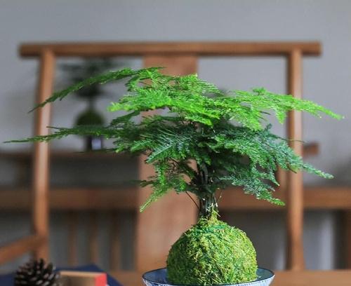 竹子盆景中竹笋的处理技巧是什么？
