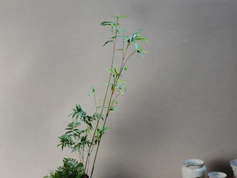 竹子盆景中竹笋的处理技巧是什么？