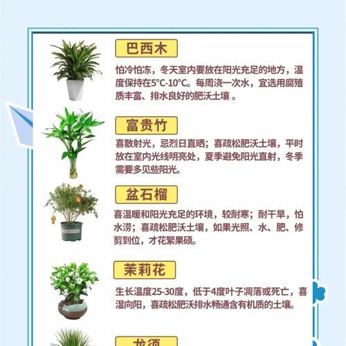 君子兰露天地栽的正确方法是什么？