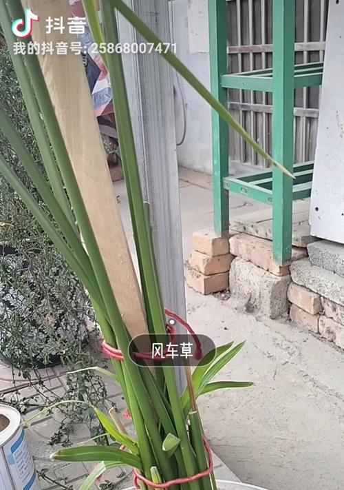 风车栽培技术有哪些？如何有效栽培风车植物？