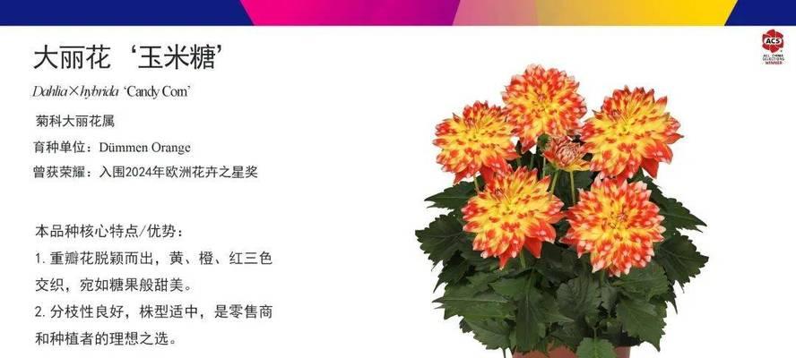 家庭观赏植物新品种有哪些推荐？