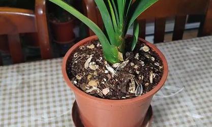 如何促进君子兰长出更多侧芽？