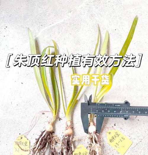 朱顶红配土粗颗粒用什么？哪种土壤最适合朱顶红？