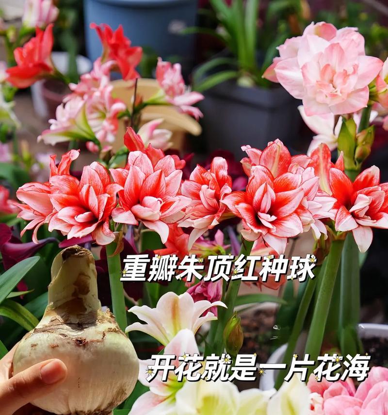 朱顶红配土粗颗粒用什么？哪种土壤最适合朱顶红？