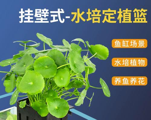 鱼缸中观赏植物的作用有哪些？如何选择适合的植物进行养护？