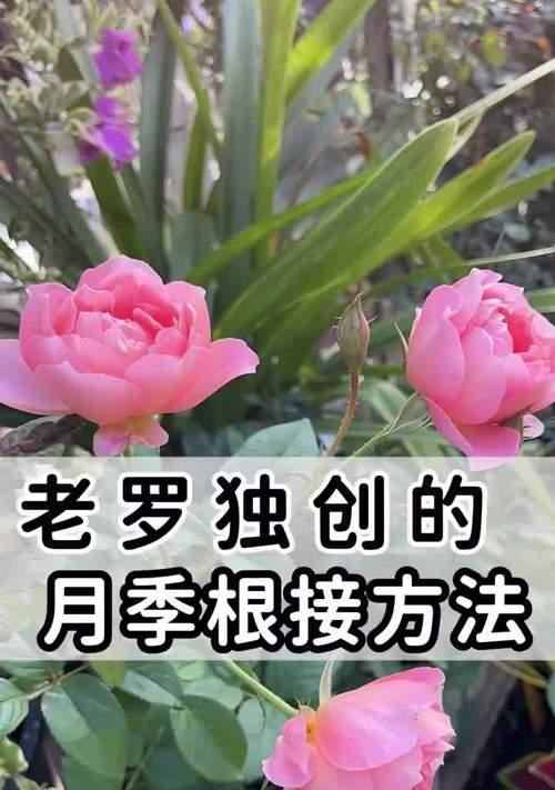 月季嫁接后出芽的修剪技巧有哪些？