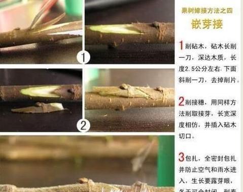 月季嫁接后出芽的修剪技巧有哪些？