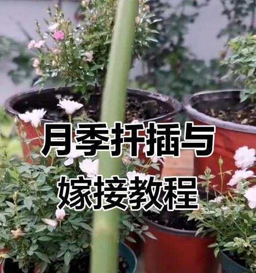 月季嫁接后出芽的修剪技巧有哪些？