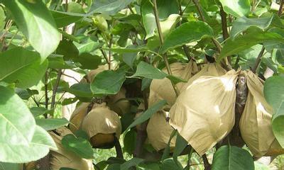 芦笋高垄栽培的关键技术要点是什么？