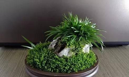 冬天石菖蒲叶子发黄怎么办？如何处理这一问题？