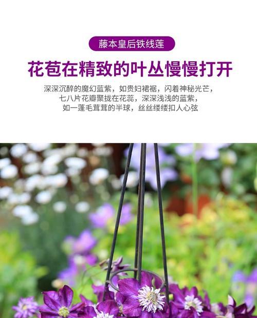 夏季铁线莲烂根积水的补救措施有哪些？