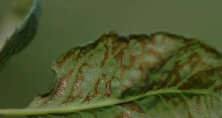 夏季铁线莲烂根积水的补救措施有哪些？