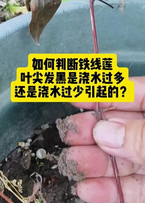 夏季铁线莲烂根积水的补救措施有哪些？
