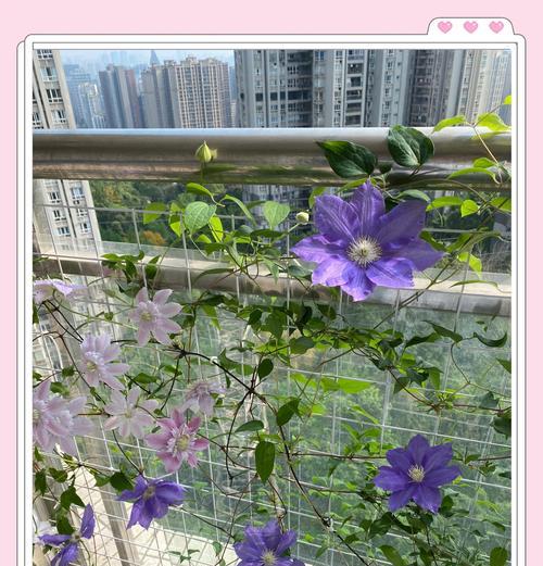 铁线莲小苗的正确浇水方法是什么？