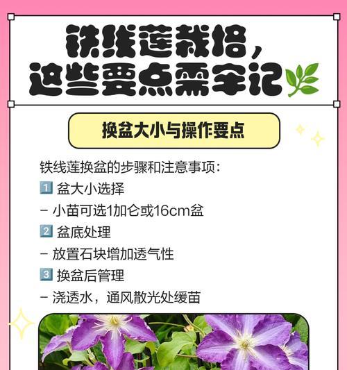 铁线莲小苗的正确浇水方法是什么？