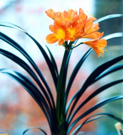君子兰有哪些名贵的花色？如何辨别？