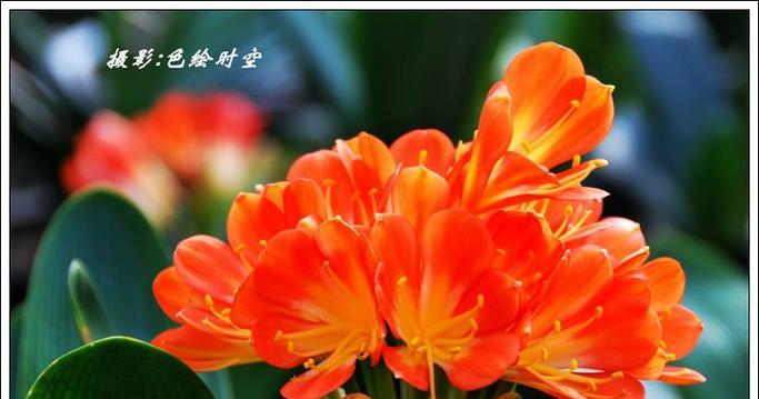 君子兰有哪些名贵的花色？如何辨别？