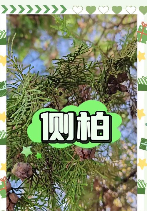 侧柏种子栽培的关键技术要点是什么？