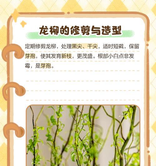 龙柳叶子发黄是怎么回事？如何进行有效处理？
